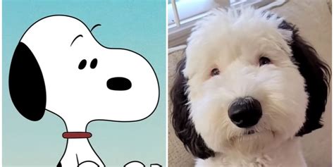 real life snoopy dog breed|Peanuts Snoopy Look